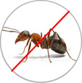 Ants Pest Control