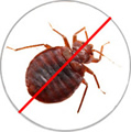 Bed Bug Pest Control