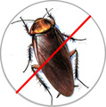 Cockroach Pest Control Services