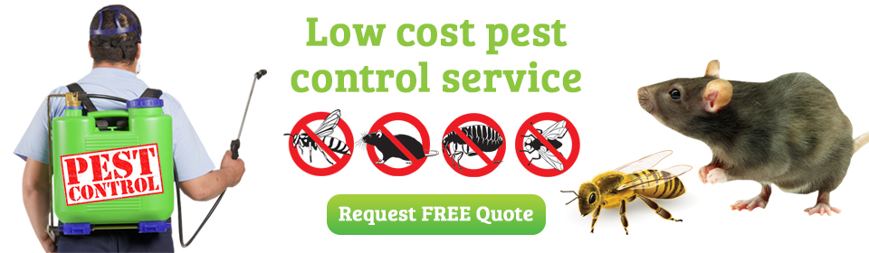 Low Cost Pest Control Service